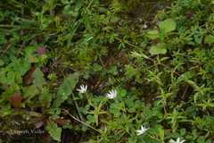 Stellaria patens